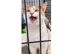 Stevie, Domestic Shorthair For Adoption In Maize, Kansas