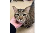 The Notorious B.i.g., Domestic Shorthair For Adoption In Appleton, Wisconsin