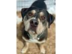 Galaxy, American Pit Bull Terrier For Adoption In Gillette, Wyoming