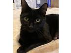 Cookie, Domestic Shorthair For Adoption In Vancouver, Washington