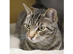 Danny, Domestic Shorthair For Adoption In Colmar, Pennsylvania