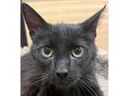 Raven, Domestic Shorthair For Adoption In Oakville, Ontario