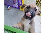 Pasha, Terrier (unknown Type, Medium) For Adoption In Germantown, Ohio