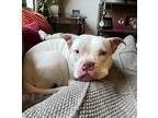 Adora, American Pit Bull Terrier For Adoption In Washington