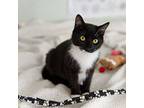 Violet, Domestic Shorthair For Adoption In West Palm Beach, Florida