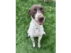 Adopt Tracker a German Shorthaired Pointer