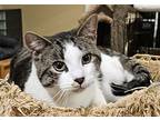 Ringo, Domestic Shorthair For Adoption In Lenhartsville, Pennsylvania