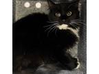 Raven (semisocial), Domestic Longhair For Adoption In Espanola, New Mexico