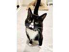 Puddin, Domestic Shorthair For Adoption In Williams Lake, British Columbia