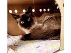 Reginald, Siamese For Adoption In Williams Lake, British Columbia