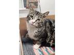 Gracie, Domestic Shorthair For Adoption In Williams Lake, British Columbia