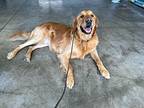 Lloyd, Golden Retriever For Adoption In San Diego, California