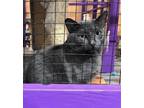 Adopt Taiwo a Domestic Short Hair