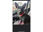 Adopt Mando a Miniature Pinscher, Scottish Terrier