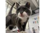 Adopt Parker a Domestic Short Hair