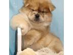 Chow Chow Puppy for sale in Greenfield, MO, USA