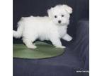 Maltese Puppy for sale in Maryville, MO, USA