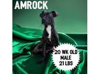Adopt Amrock a Mountain Cur