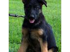 German Shepherd Dog Puppy for sale in San Francisco, CA, USA