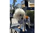 Adopt Edwin a Poodle