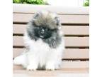 Pomeranian Puppy for sale in Chicago, IL, USA