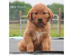 Golden Retriever Puppy for sale in Scurry, TX, USA