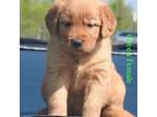 Golden Retriever Puppy for sale in Scurry, TX, USA