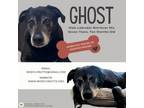 Adopt Ghost a Labrador Retriever