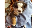 Miniature Australian Shepherd Puppy for sale in Stafford, VA, USA