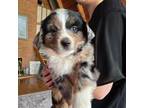Australian Shepherd Puppy for sale in Stafford, VA, USA