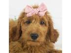 Goldendoodle Puppy for sale in Goshen, IN, USA