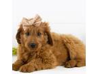 Goldendoodle Puppy for sale in Goshen, IN, USA