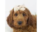 Goldendoodle Puppy for sale in Goshen, IN, USA