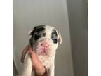 French Bulldog Puppy for sale in Russellville, AR, USA