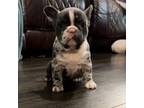 French Bulldog Puppy for sale in Russellville, AR, USA