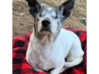 Adopt Harris a Rat Terrier