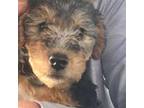 Welsh Terrier Puppy for sale in Johnstown, CO, USA