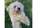 Adopt Schmidt a Havanese, Terrier