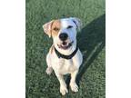 Adopt Deuce a Pit Bull Terrier, Catahoula Leopard Dog