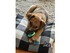 Adopt Ace a Great Pyrenees, Coonhound