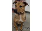 Adopt Bernie a Shar-Pei, Pit Bull Terrier