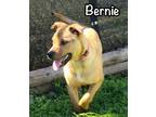 Adopt Bernie a Shar-Pei, Pit Bull Terrier