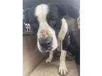 Adopt Floppy a Pit Bull Terrier, Mixed Breed