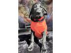 Adopt Shadow a Maremma Sheepdog, German Shorthaired Pointer