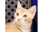 Adopt Monty a Domestic Short Hair