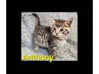 Adopt Anthony a Domestic Short Hair, Tabby
