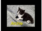 Adopt Archie a Domestic Short Hair