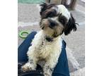 Adopt Oreo a Shih Tzu