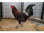 Adopt RUSSELL CROW a Chicken