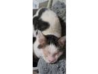 Adopt Murdock a Turkish Van, Domestic Short Hair